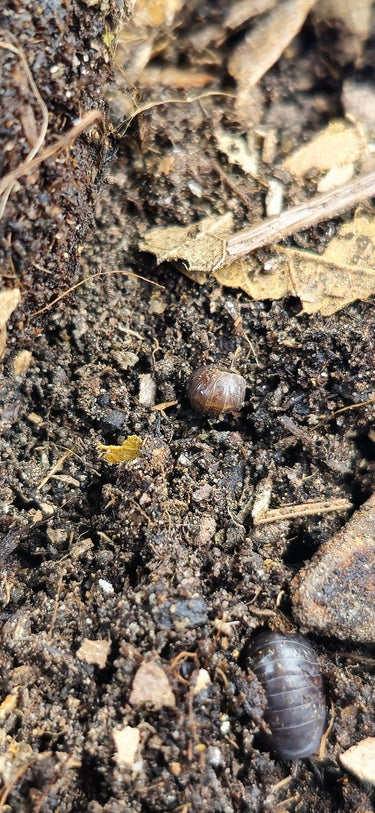 sinodillo china isopods